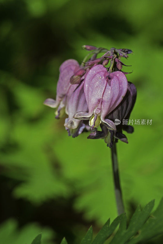 福尔摩沙(Dicentra formosa)，西出血心，或太平洋出血心是一种开花植物在罂粟科(罂粟科)。位于加州内华达山脉的约塞米蒂国家公园。